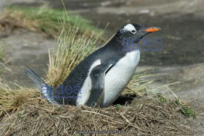 : Nesting Gentoo penguin (Pygoscelis papua), Grave : Nesting Gentoo penguin (Pygoscelis papua), Grave