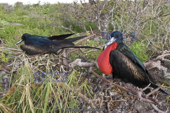 : Nesting great frigatebirds : Nesting great frigatebirds