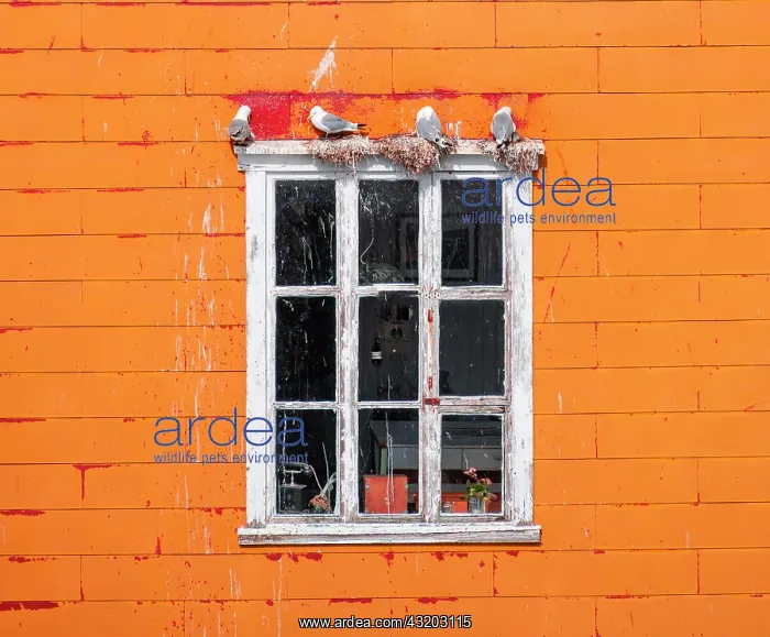 : Nesting gulls on white window frame, orange house : Nesting gulls on white window frame, orange house
