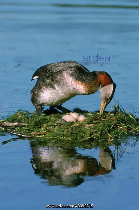 : Nesting Red-necked Grebe : Nesting Red-necked Grebe