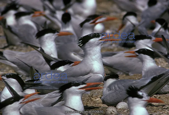 : Nesting Royal Terns : Nesting Royal Terns
