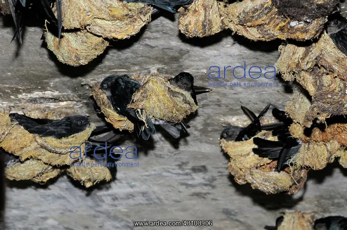: Nesting Swiftlets : Nesting Swiftlets