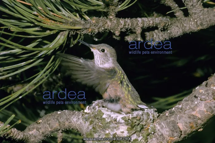 : Nestling Broad-tailed Hummingbird : Nestling Broad-tailed Hummingbird