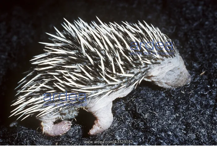 : NESTLING HEDGEHOG - 1 week old, nestling : NESTLING HEDGEHOG - 1 week old, nestling