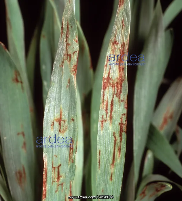 : Net blotch on barley : Net blotch on barley