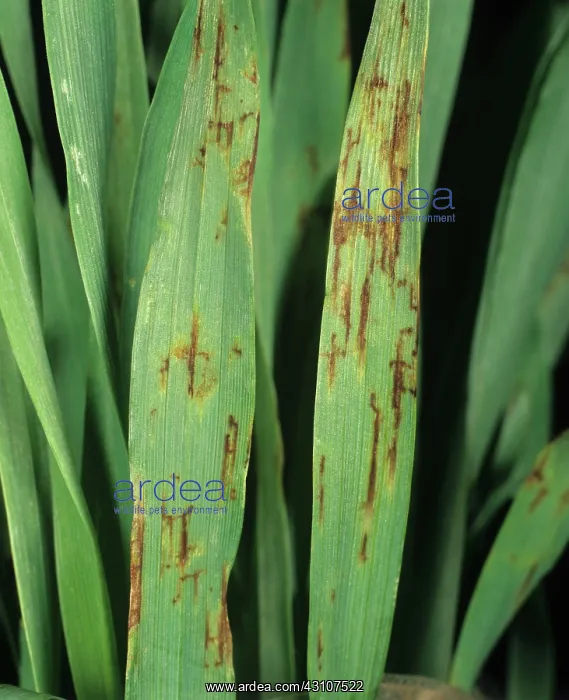 : Net blotch lesions on barley : Net blotch lesions on barley
