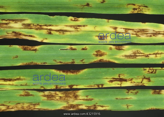 : Net blotch lesions on barley : Net blotch lesions on barley