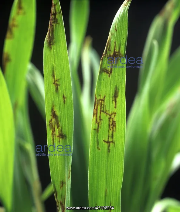 : Net blotch lesions on seedling barley leaves : Net blotch lesions on seedling barley leaves