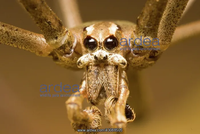 : Net-casting spider : Net-casting spider