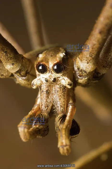 : Net-casting spider : Net-casting spider