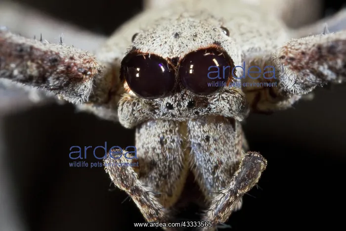  : Net-casting Spider