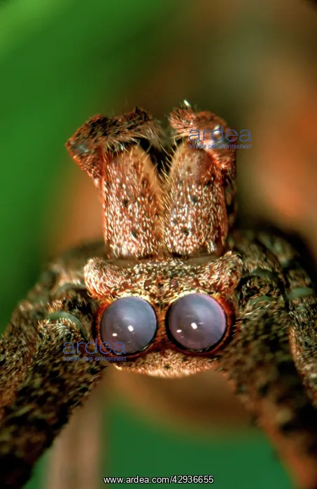 : Net-casting spider - female : Net-casting spider - female