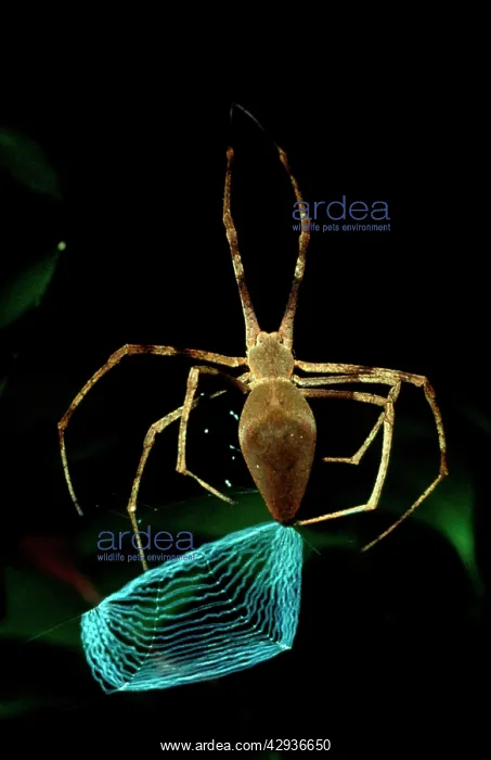: Net-casting spider - female making net : Net-casting spider - female making net