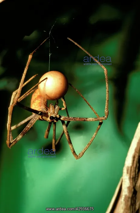 : Net-casting spider - female weaving egg sac : Net-casting spider - female weaving egg sac