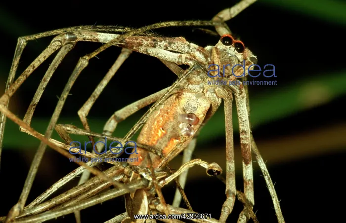 : Net-casting spider - male, below, applying one of : Net-casting spider - male, below, applying one of