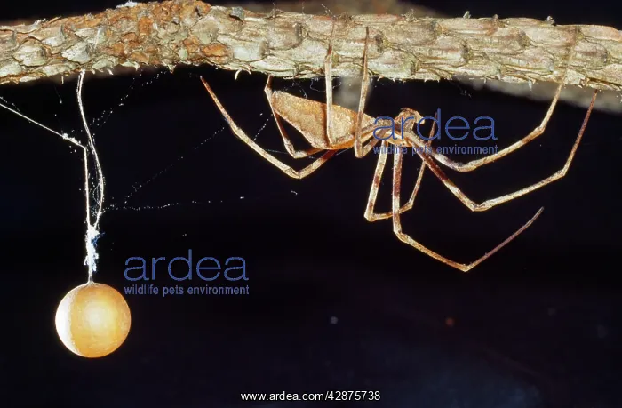 : Net-casting Spider - male with eggsack : Net-casting Spider - male with eggsack