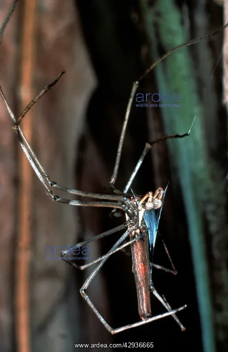 : Net-casting spider - male performing sperm induction: : Net-casting spider - male performing sperm induction: