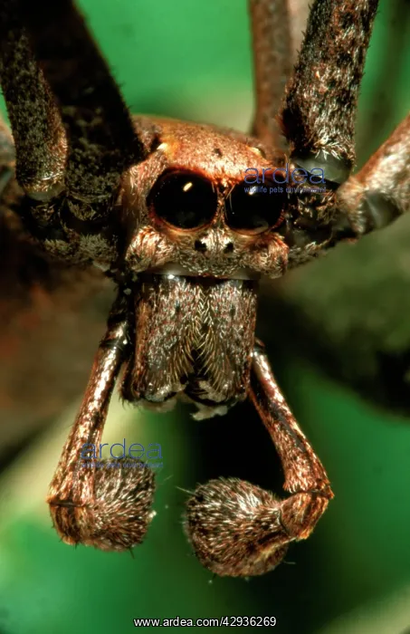 : Net-casting spider - showing maleIs feeler-like : Net-casting spider - showing maleIs feeler-like