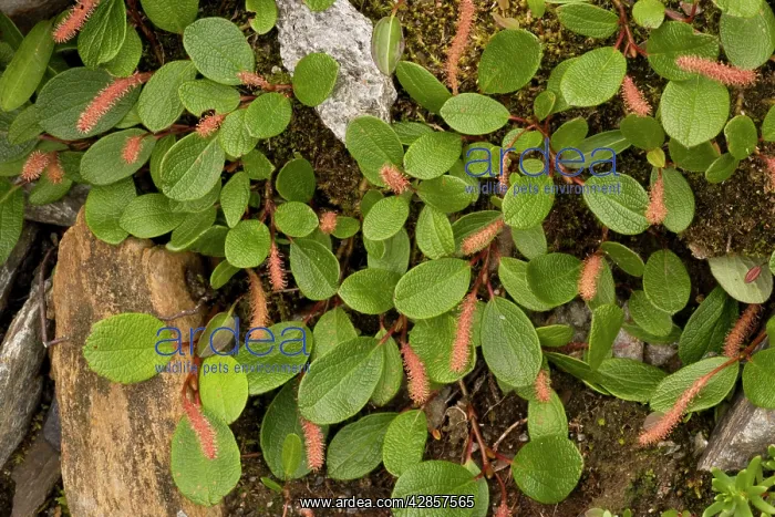 : Net-leaved willow : Net-leaved willow