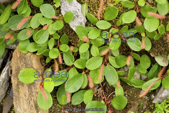 : Net-leaved willow : Net-leaved willow