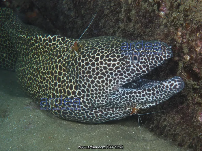 : A net moray (Gymnothorax permistus) gets cleaned : A net moray (Gymnothorax permistus) gets cleaned