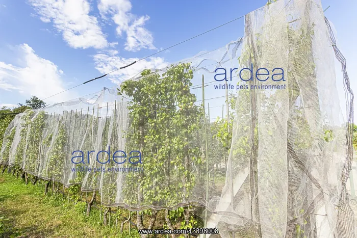 : Net to protect apple trees from birds : Net to protect apple trees from birds
