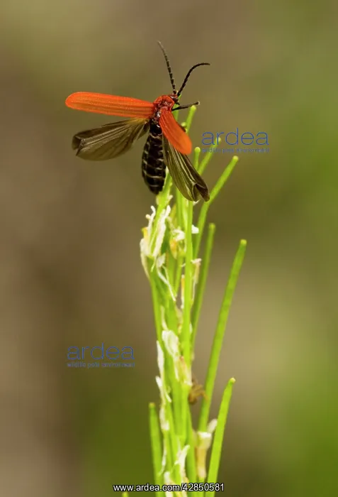  : Net-winged beetle - taking off; wood-boring beetle