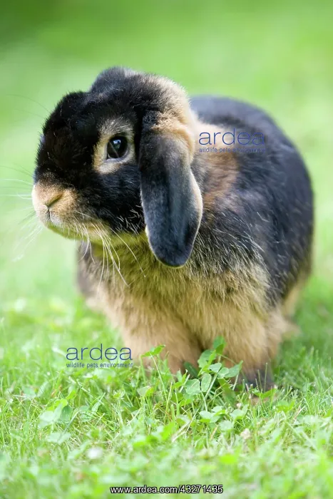 : Netherland Dwarf, rabbit breed, black tan : Netherland Dwarf, rabbit breed, black tan