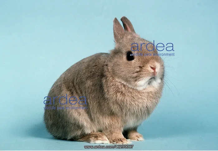 : Netherland Dwarf RABBIT (Lynx) : Netherland Dwarf RABBIT (Lynx)