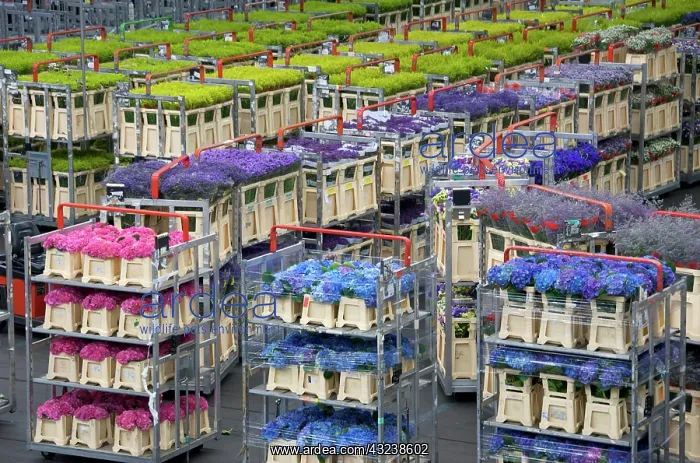 : Netherlands, Holland, Aalsmeer, Aalsmeer : Netherlands, Holland, Aalsmeer, Aalsmeer