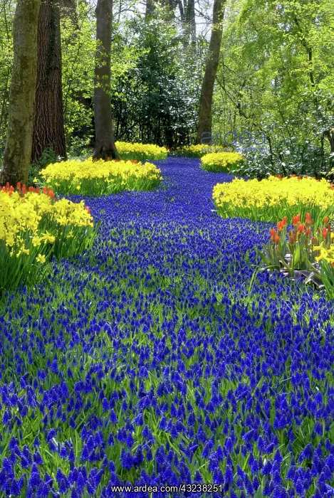 : Netherlands, Holland, Lisse, Keukenhof Gardens : Netherlands, Holland, Lisse, Keukenhof Gardens