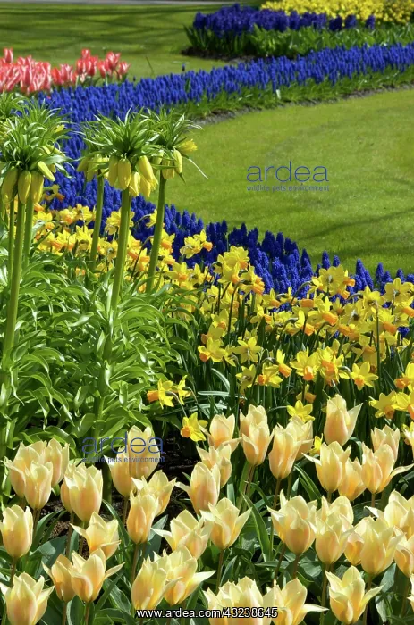 : Netherlands, Holland, Lisse, Keukenhof Gardens : Netherlands, Holland, Lisse, Keukenhof Gardens