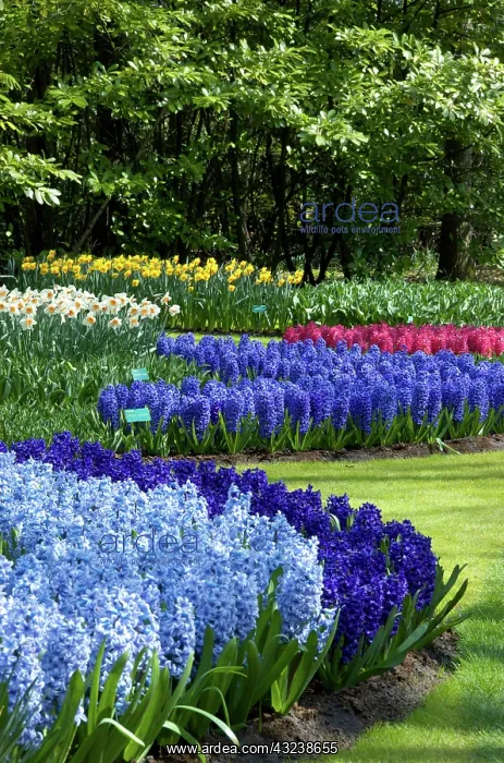 : Netherlands, Holland, Lisse, Keukenhof Gardens : Netherlands, Holland, Lisse, Keukenhof Gardens