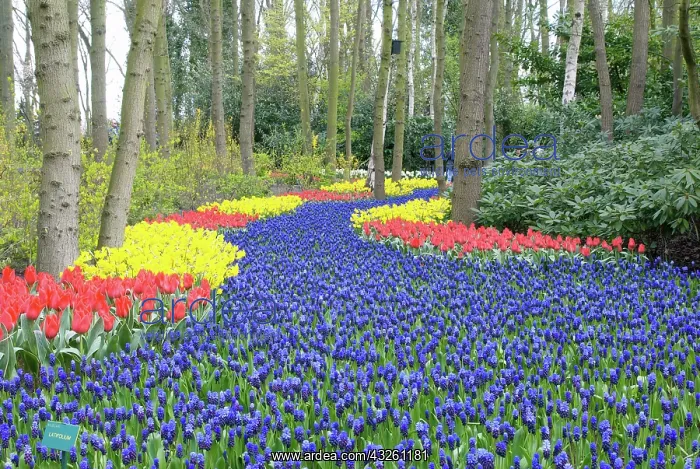 : Netherlands, Holland, Lisse, Keukenhof Gardens : Netherlands, Holland, Lisse, Keukenhof Gardens