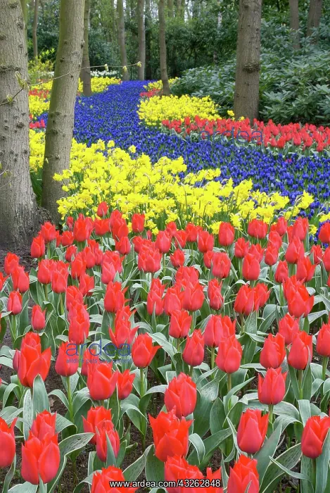 : Netherlands, Holland, Lisse, Keukenhof Gardens : Netherlands, Holland, Lisse, Keukenhof Gardens