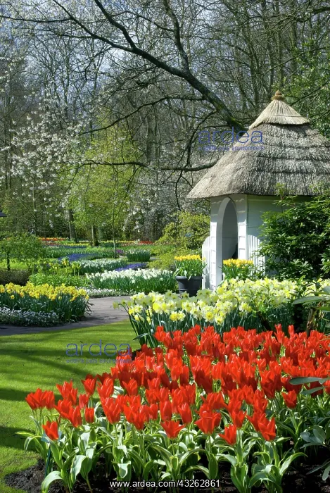 : Netherlands, Holland, Lisse, Keukenhof Gardens : Netherlands, Holland, Lisse, Keukenhof Gardens
