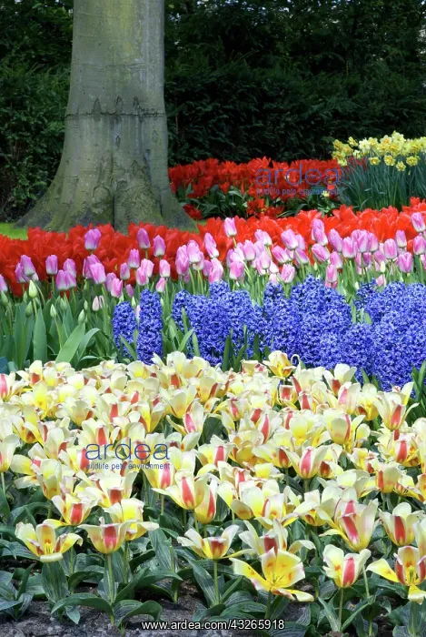 : Netherlands, Holland, Lisse, Keukenhof Gardens : Netherlands, Holland, Lisse, Keukenhof Gardens