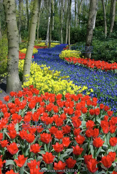 : Netherlands, Holland, Lisse, Keukenhof Gardens : Netherlands, Holland, Lisse, Keukenhof Gardens