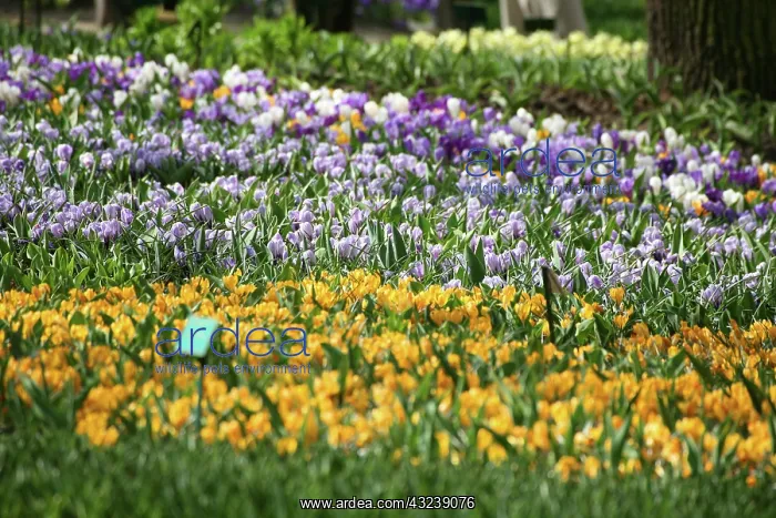 : Netherlands, Keukenhoff Gardens : Netherlands, Keukenhoff Gardens