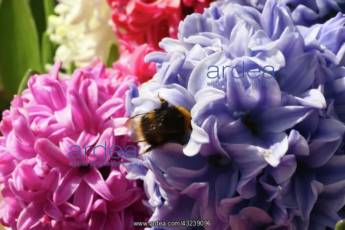  : Netherlands, Keukenhoff Gardens, flowers