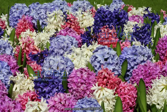 : Netherlands, Keukenhoff Gardens, flowers : Netherlands, Keukenhoff Gardens, flowers