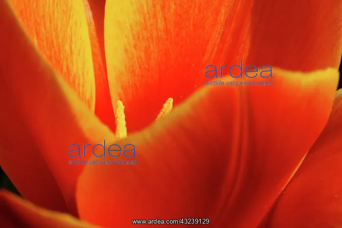  : Netherlands, Keukenhoff Gardens, flowers