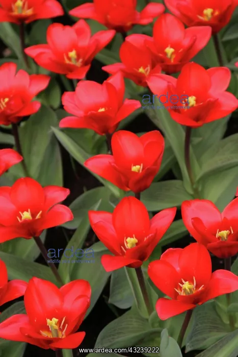 : Netherlands, Keukenhoff, Gardens, flowers : Netherlands, Keukenhoff, Gardens, flowers