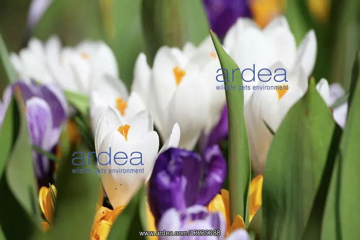 : Netherlands, Keukenhoff Gardens, Tulips : Netherlands, Keukenhoff Gardens, Tulips