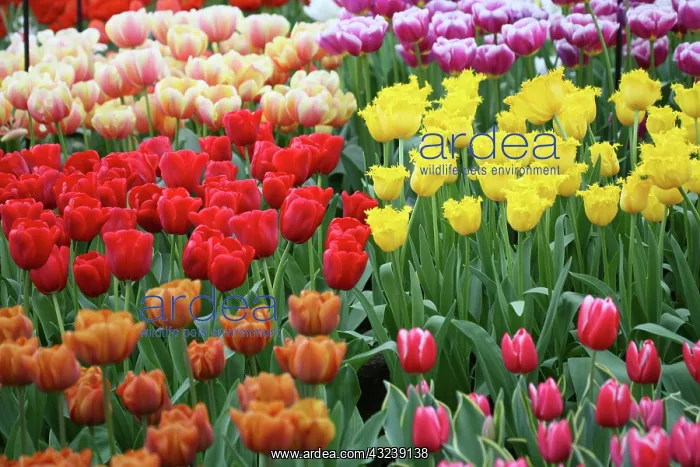 : Netherlands, Keukenhoff Gardens, tulips : Netherlands, Keukenhoff Gardens, tulips