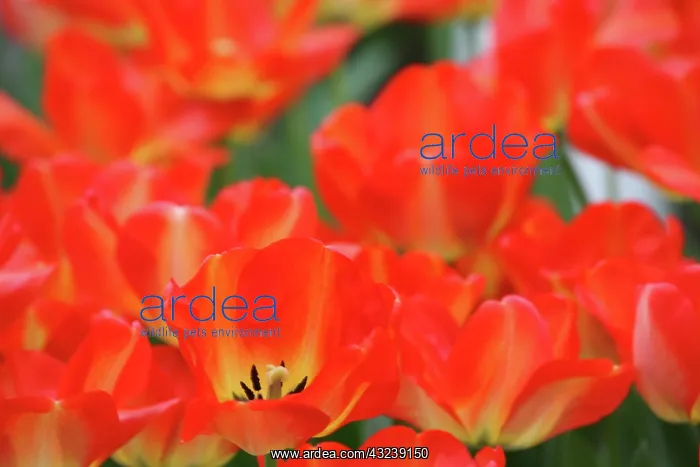 : Netherlands, Keukenhoff Gardens, tulips : Netherlands, Keukenhoff Gardens, tulips