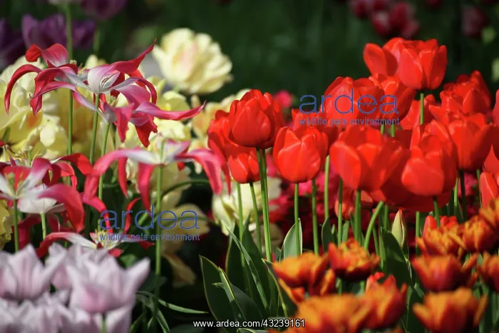 : Netherlands, Keukenhoff Gardens, tulips : Netherlands, Keukenhoff Gardens, tulips
