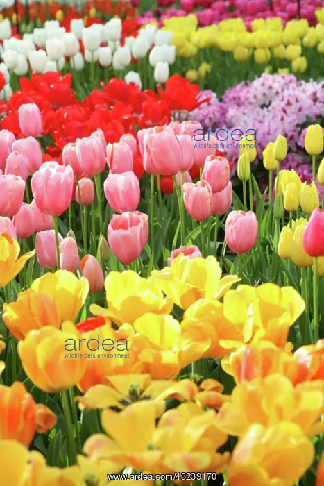 : Netherlands, Keukenhoff Gardens, tulips : Netherlands, Keukenhoff Gardens, tulips
