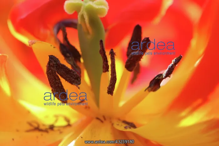 : Netherlands, Keukenhoff Gardens, tulips : Netherlands, Keukenhoff Gardens, tulips