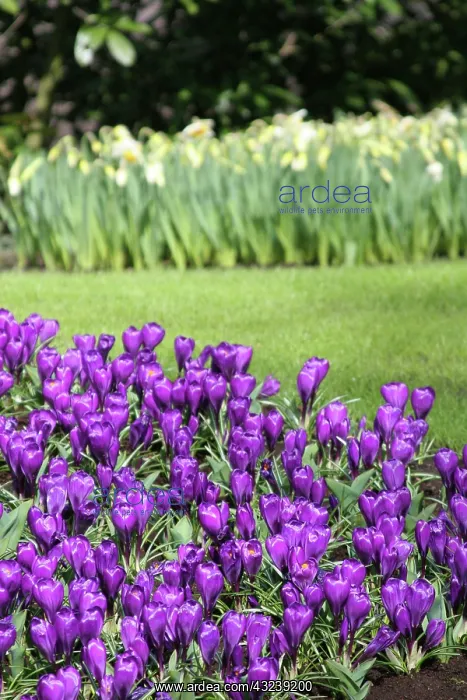  : Netherlands, Keukenhoff, Gardens, tulips